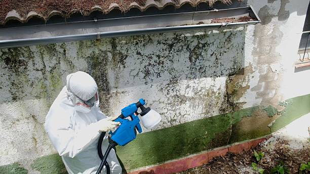 Trusted Black Mold Removal service in Lewistown, PA - Cheap Mold Removal